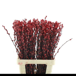 SALIX OV KLB H%