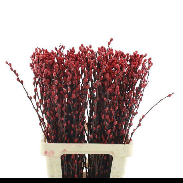 <h4>SALIX OV KLB H%</h4>