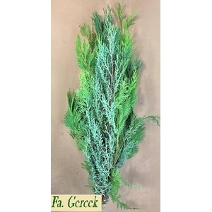 CHAMAECYPARIS MIX BD 800gr