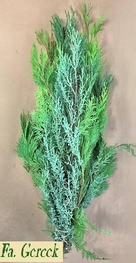 <h4>CHAMAECYPARIS MIX BD 800gr</h4>