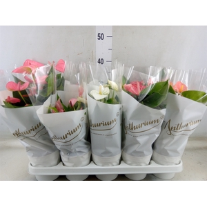 .Anthurium andreanum grp gemengd 5 kleuren