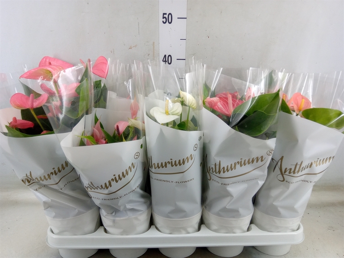 <h4>.Anthurium andreanum grp gemengd 5 kleuren</h4>