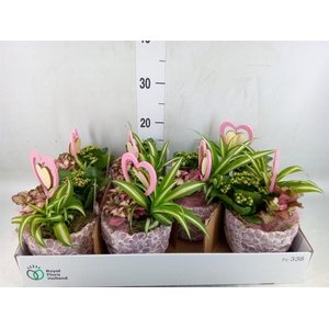 Arr.    Planten  L%