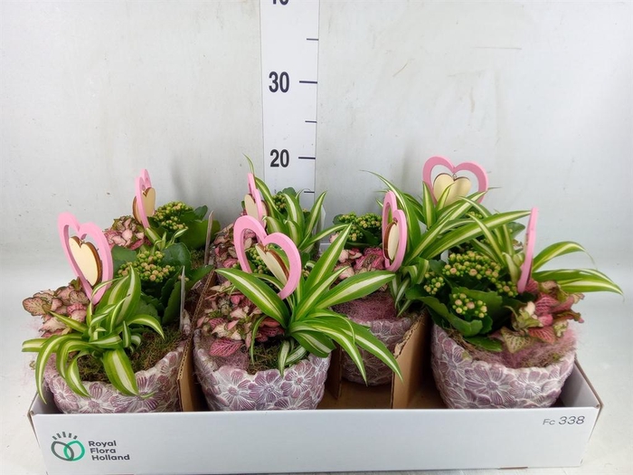 <h4>Arr.    Planten  L%</h4>