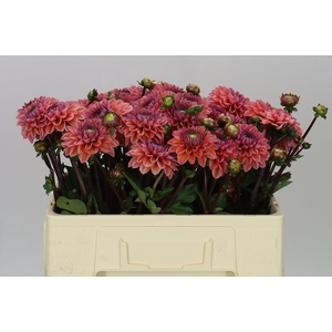 Dahlia Daisy Duke