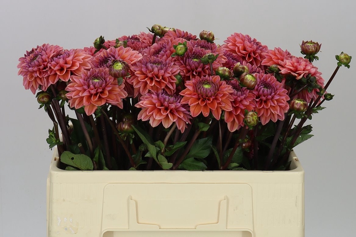 <h4>Dahlia Daisy Duke</h4>