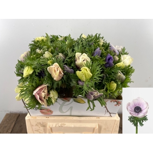 ANEM CO GALIL PASTEL