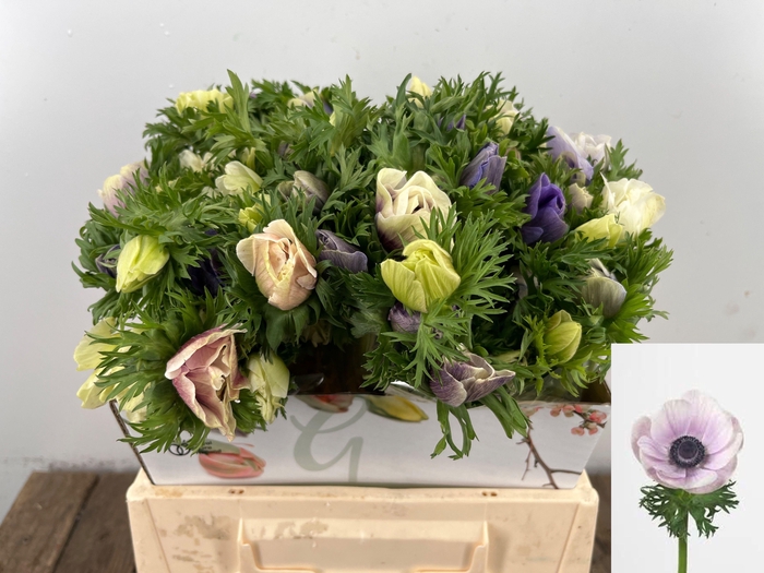 <h4>ANEM CO GALIL PASTEL</h4>