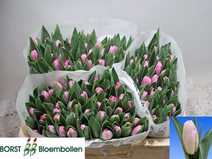 <h4>TU EN PINK MARBLE</h4>