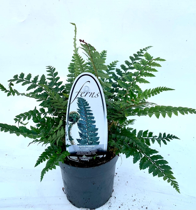 <h4>Polystichum aculeatum</h4>
