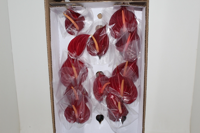<h4>ANTHURIUM SAFARI 9/11 035 CM DIAM MIN 9 CM VERMELHO</h4>