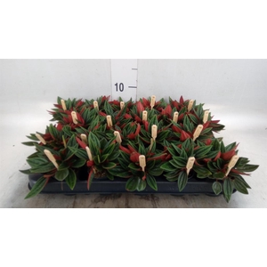 Peperomia caperata 'Rosso'