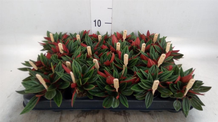 <h4>Peperomia caperata 'Rosso'</h4>
