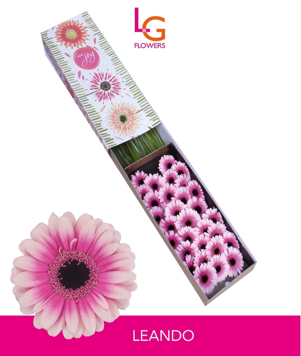 <h4>Germini Leando Doos</h4>