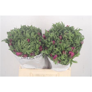 Anemone Mistral Fuchsia