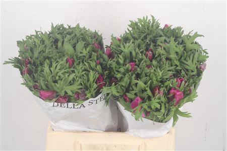 <h4>Anemone Mistral Fuchsia</h4>