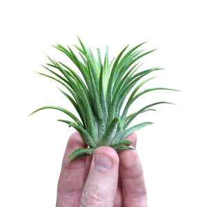 tillandsia ionantha groen