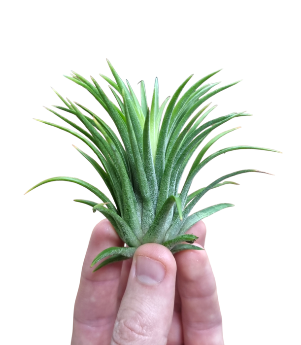 <h4>tillandsia ionantha groen</h4>