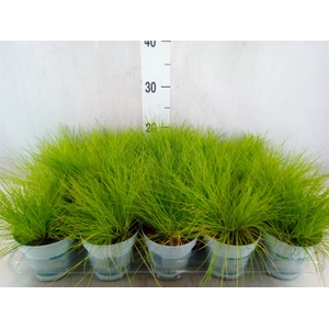 Deschampsia flexuosa 'Amilime'
