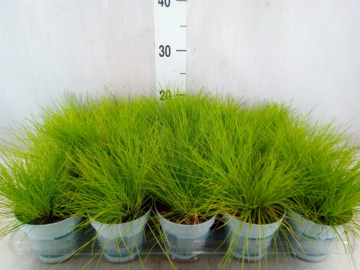 <h4>Deschampsia flexuosa 'Amilime'</h4>