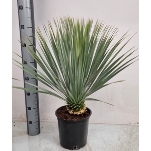 YUC ROSTRATA