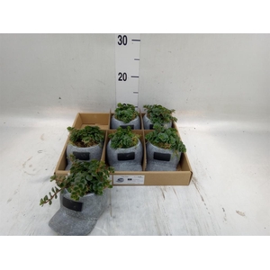 Arr.   Kamerplant Groen L%