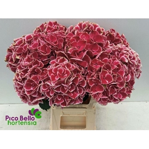 Hydrangea my beautiful rio
