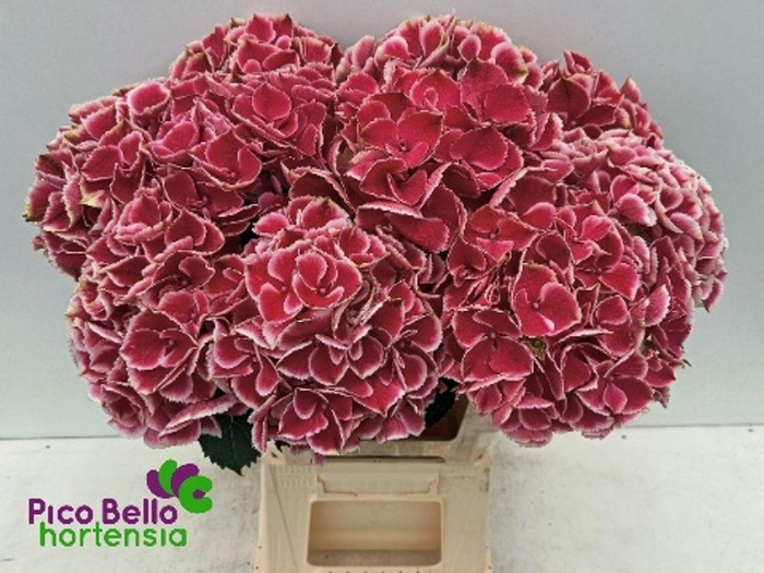 <h4>Hydrangea my beautiful rio</h4>