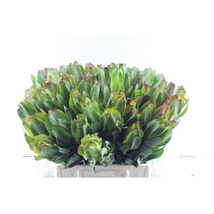 Leucad Laurel Yellow Extra