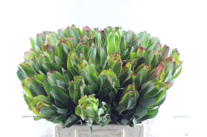 <h4>Leucad Laurel Yellow Extra</h4>