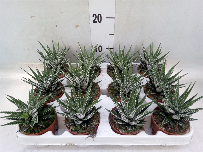 <h4>Haworthia fasciala 'Big Band'</h4>