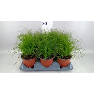 Cyperus alternifolius 'Zumula'