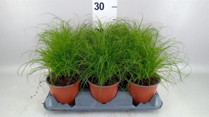 <h4>Cyperus alternifolius 'Zumula'</h4>