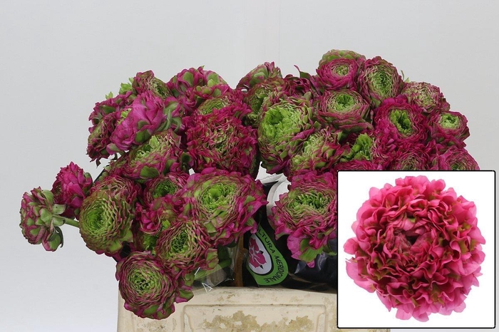 <h4>RANUNCULUS OV</h4>