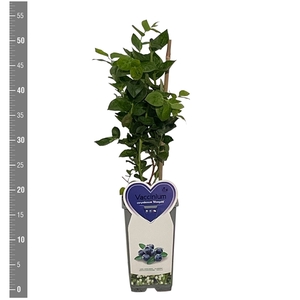 Kleinfruit Vaccinium c. Bluegold 2 liter (blauwe bes)