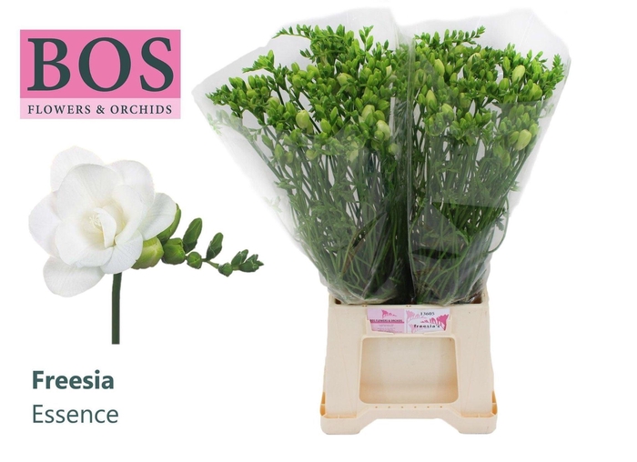 <h4>Freesia du Essence</h4>