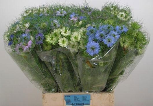 <h4>NIGE DAMASCENA OV</h4>