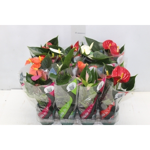ANTHURIUM VARIADO P09