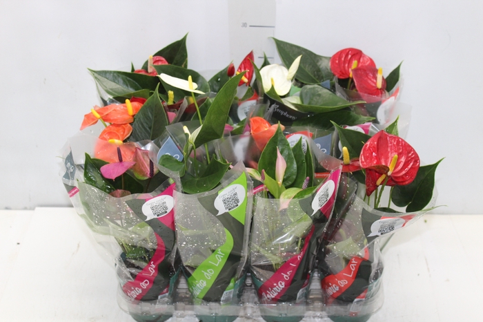 <h4>ANTHURIUM VARIADO P09</h4>