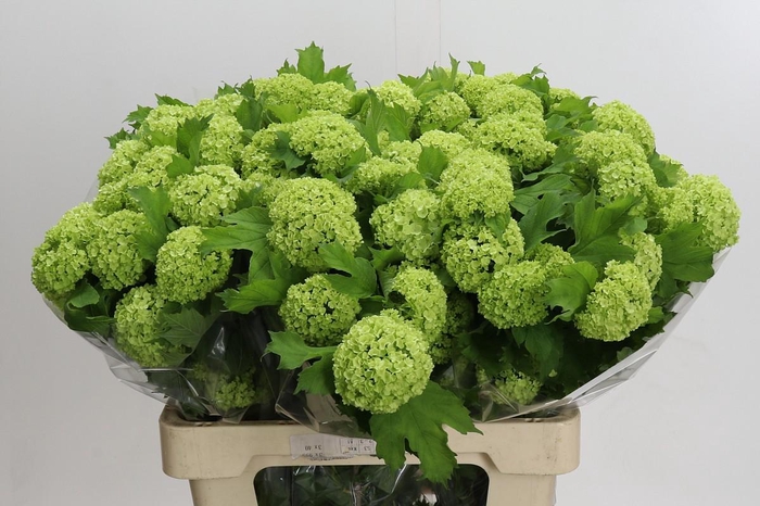 <h4>Viburnum Opulus Roseum</h4>