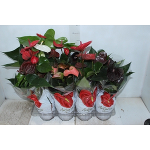 ANTHURIUM VARIADO P15