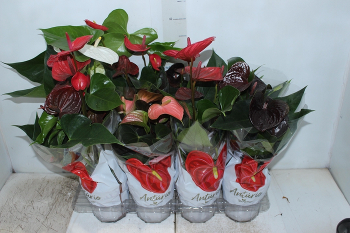 <h4>ANTHURIUM VARIADO P15</h4>