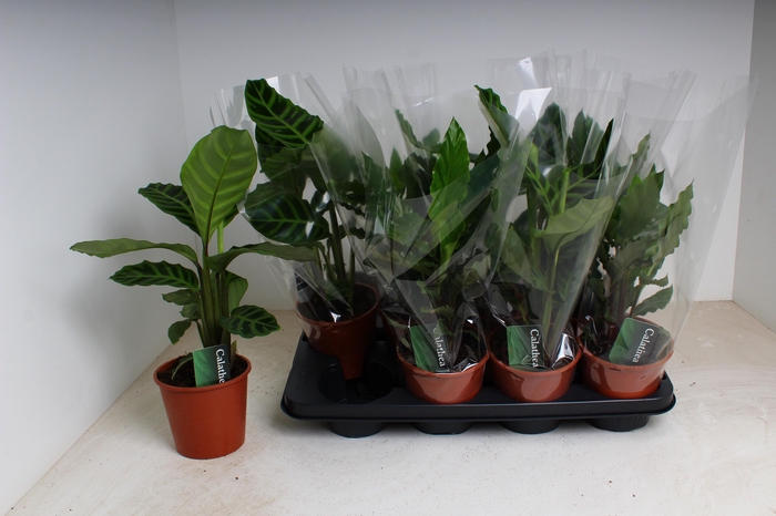 <h4>CALAT GEM 2 SRT</h4>