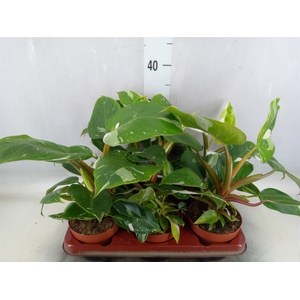 Philodendron   ...