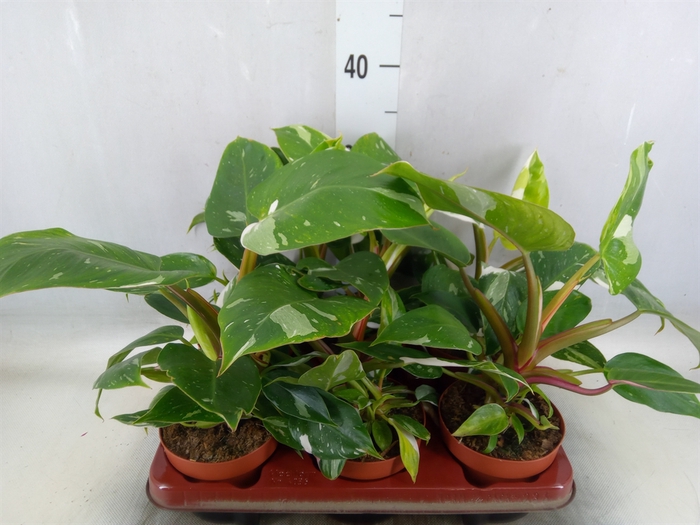 <h4>Philodendron   ...</h4>