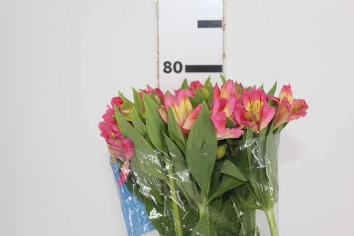 <h4>ALSTROEMERIA CHANEL 080 CM</h4>