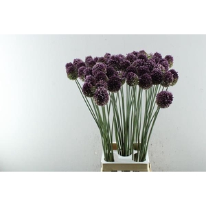 Allium Sphaerocephal (90cm)