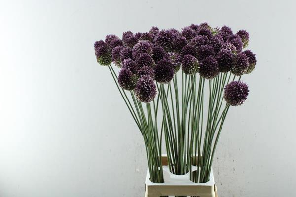 <h4>Allium Sphaerocephal (90cm)</h4>