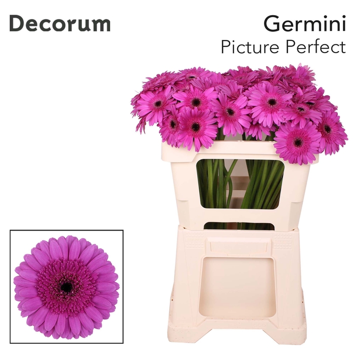 Germini Picture Perfect Water x60