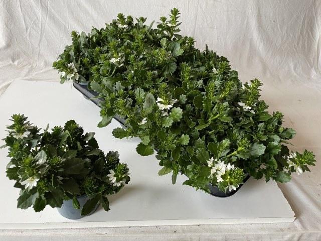 <h4>SCAEV A WHITE TOUCH</h4>